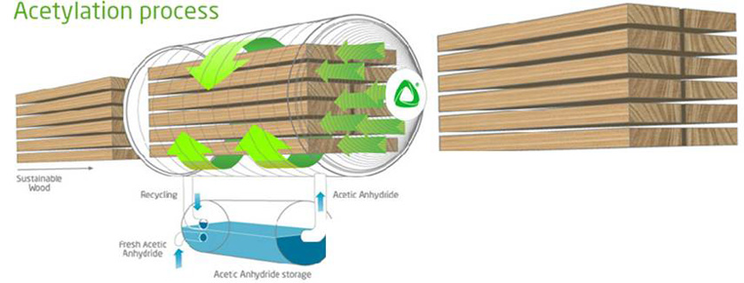 Accoya