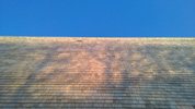 Untreated Blue Label Shingles installed on vertical wall